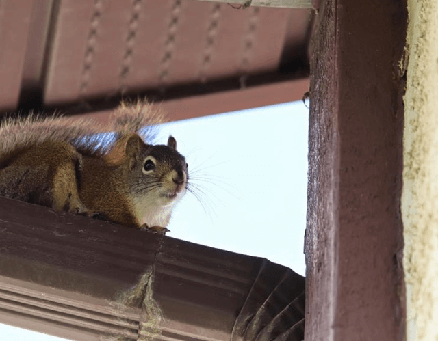 Squirrels in Attic Chewing Wires